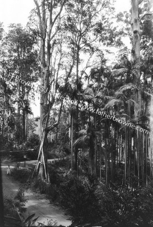 TROPICAL FOREST TREES